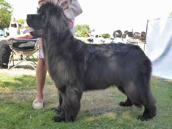 Best Puppy In Show at the 16 July 2022 Newfoundland Club Open Show