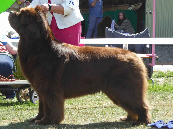 Best Brown In Show at the 16 July 2022 Newfoundland Club Open Show
