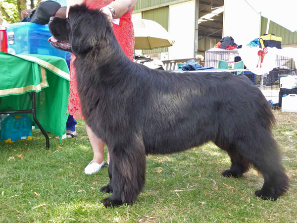 Reserve Best In Show at the 16 July 2022 Newfoundland Club Open Show