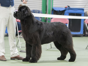 Titanbears Vainglorious JW