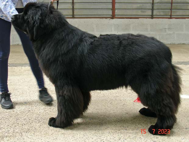  Iggy Bear Of Geletsland at Larkharbour (Imp Slo)