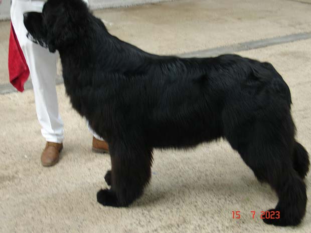 Titanbears Vainglorious JW, ShCEx, OSW