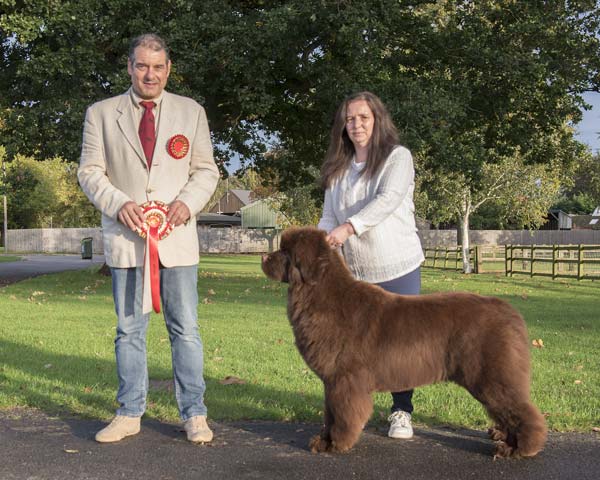 Best Brown In Show at the 21 October 2023 Newfoundland Club Championship Show