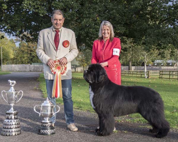 Best In Show and Best Veteran In Show at the 21 October 2023 Newfoundland Club Championship Show