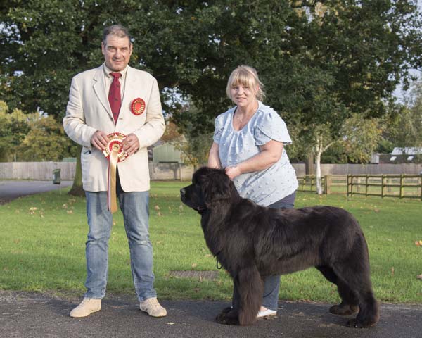 Best Puppy In Show at the 21 October 2023 Newfoundland Club Championship Show