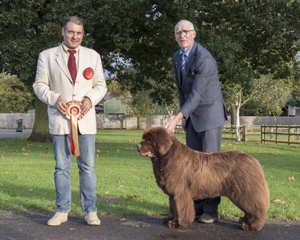 Best Puppy In Show at the 21 October 2023 Newfoundland Club Championship Show