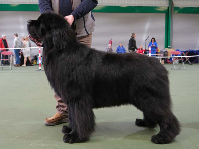 Winner of Special Open Black Dog