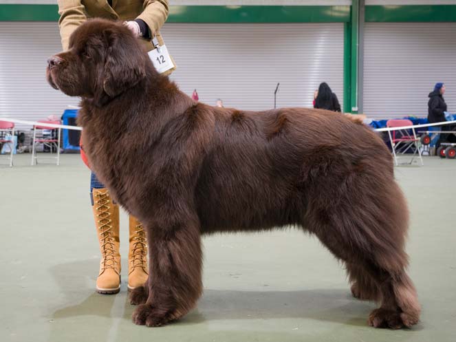 Winner of Special Open Brown Dog