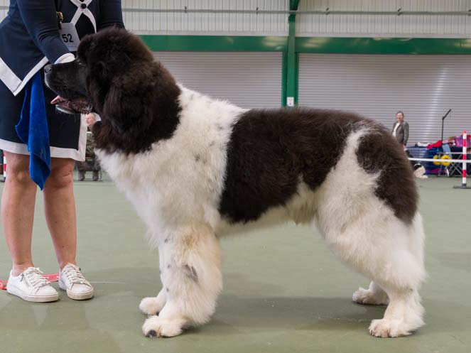 Winner of Special Open White & Black Dog