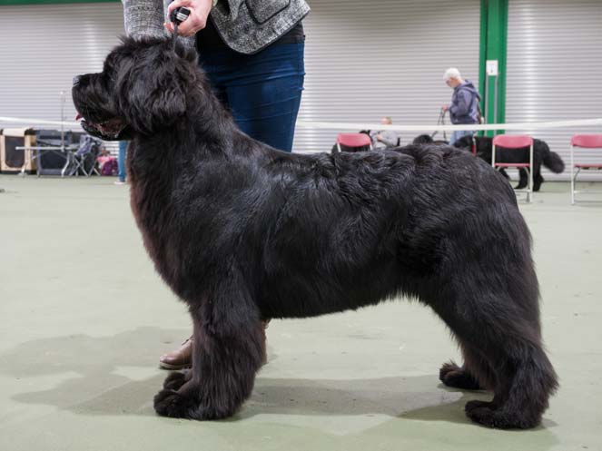 Winner of Special Award Post Graduate Dog or Bitch