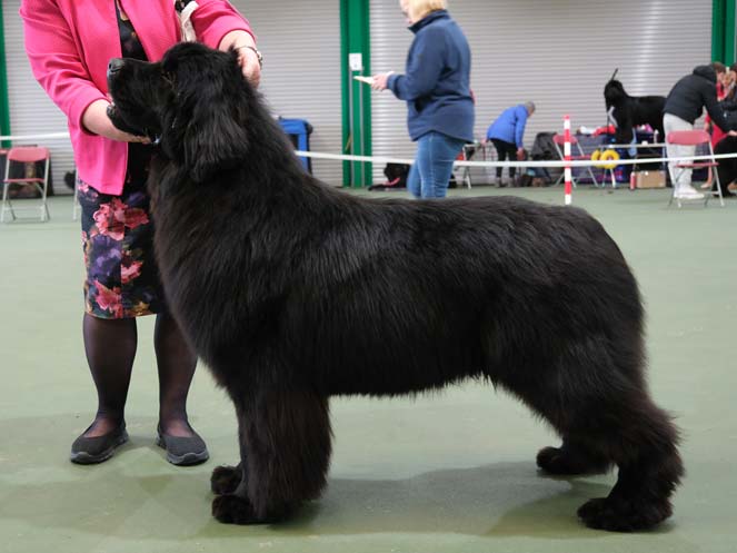 Winner of Graduate Dog