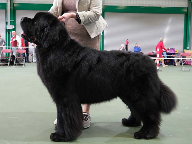 Winner of Open Dog