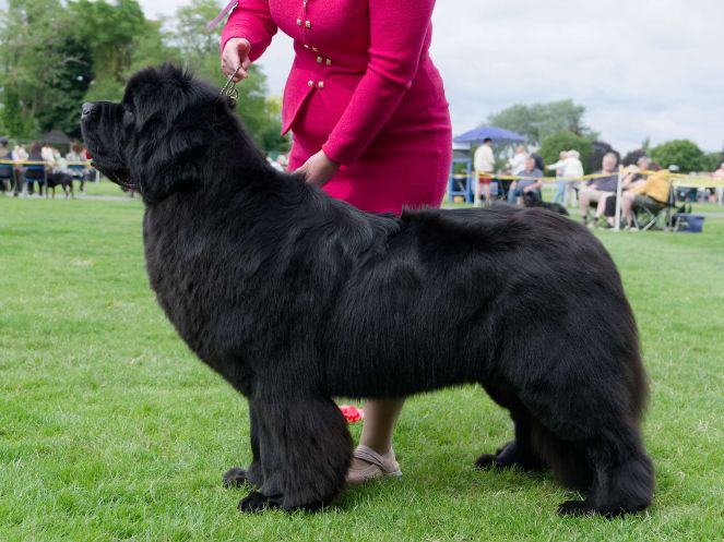 Winner of Open Dog