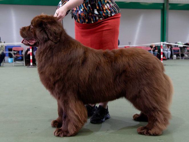 Winner of Special Open Brown Dog