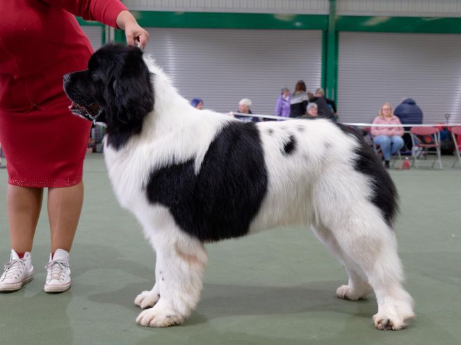 Winner of Special Open White & Black (Landseer) Dog