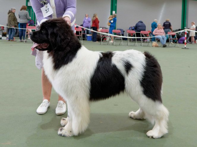 Winner of Minor Puppy Bitch
