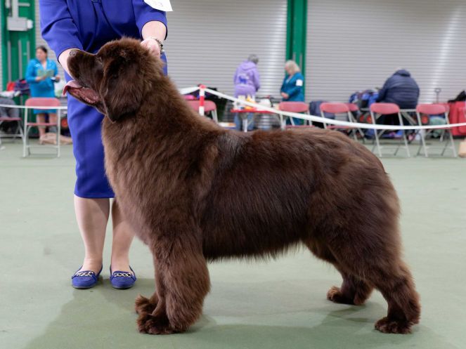 Winner of Puppy Bitch