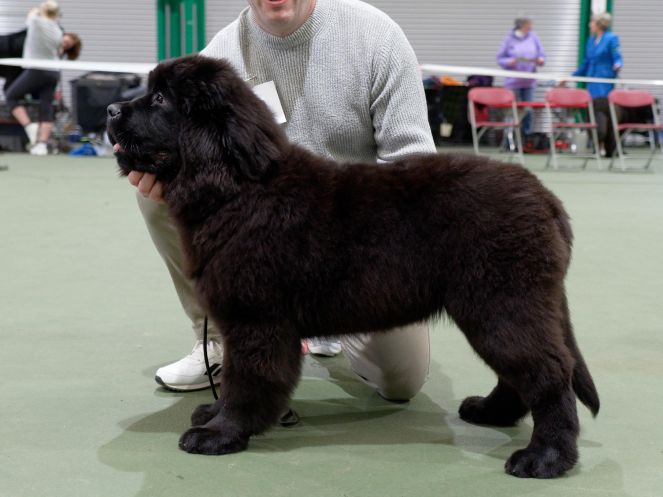 Winner of Baby Puppy Dog or Bitch