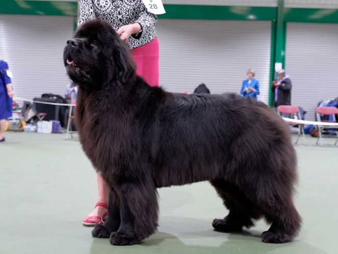 Winner of Special Open Black Bitch