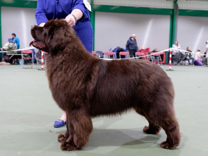 Winner of Special Open Brown Bitch