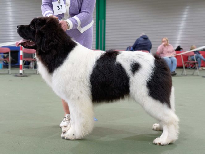 Winner of Special Open White & Black (Landseer) Bitch