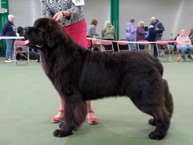 Winner of Special Award Junior Dog or Bitch
