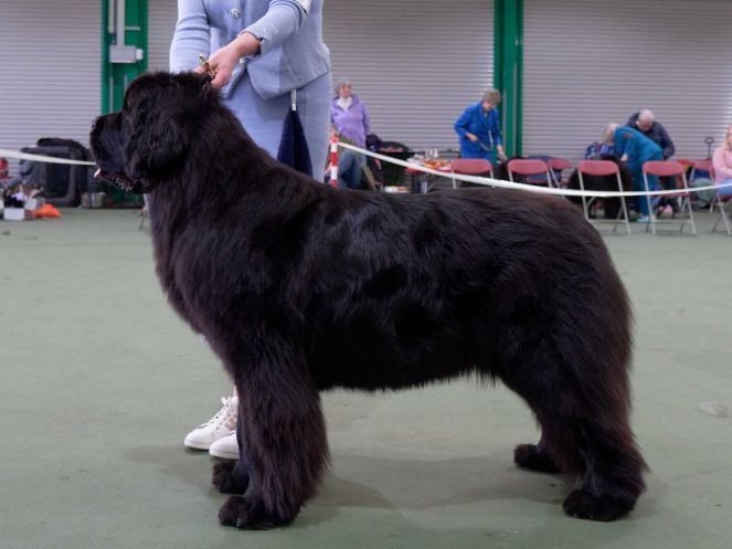 Winner of Special Award Post Graduate Dog or Bitch