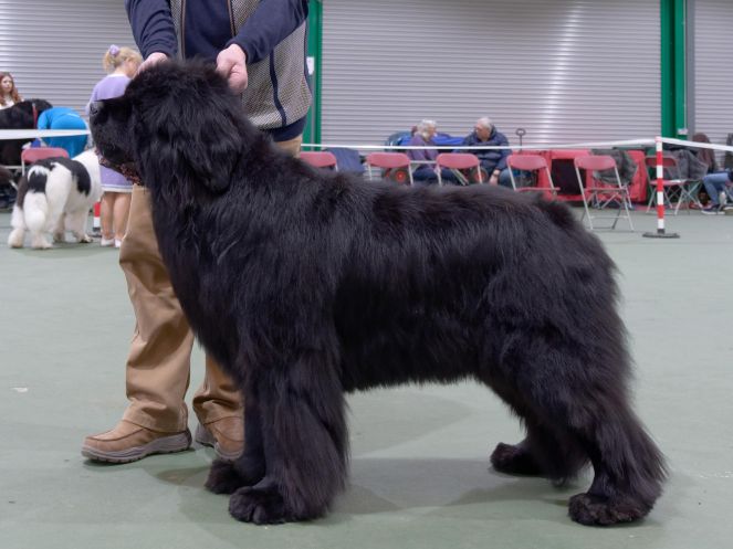 Winner of Veteran Dog