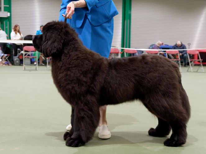 Winner of Minor Puppy Dog