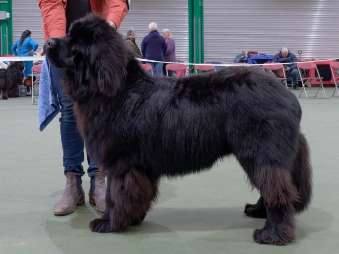 Winner of Puppy Dog