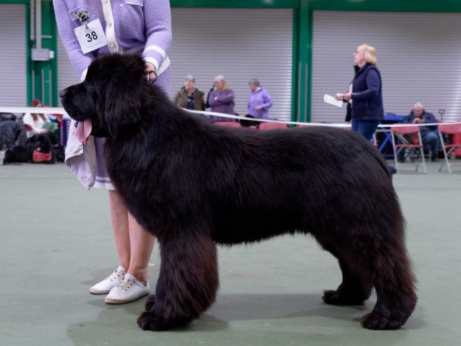 Winner of Junior Dog