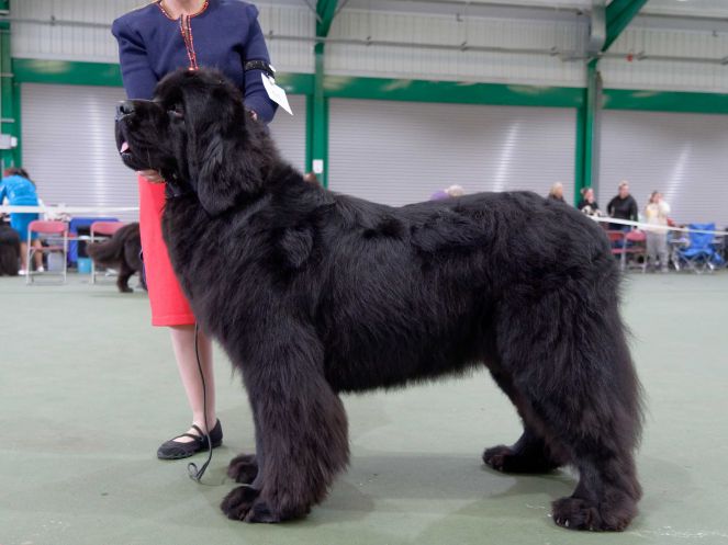 Winner of Post Graduate Dog