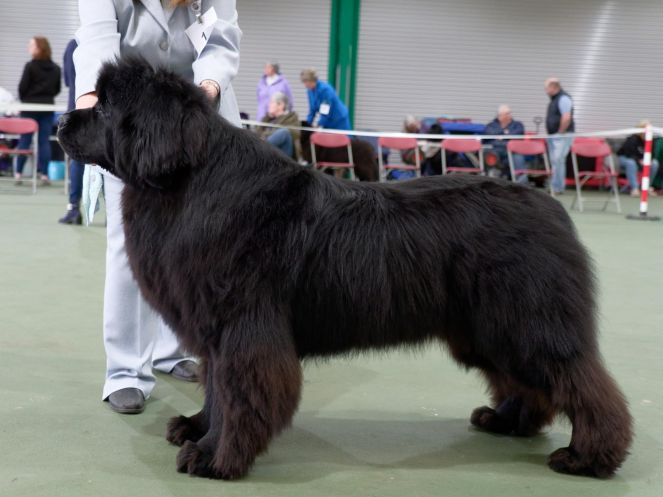 Winner of Limit Dog