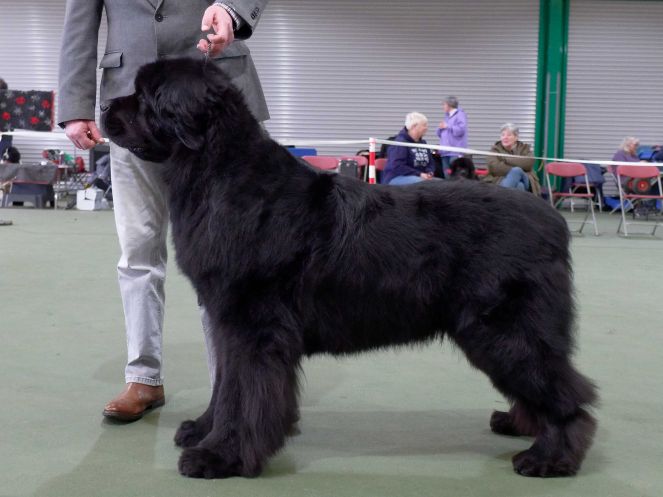 Winner of Open Dog