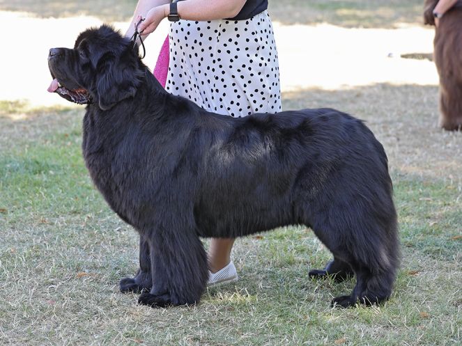 Winner of Special Open Black Dog