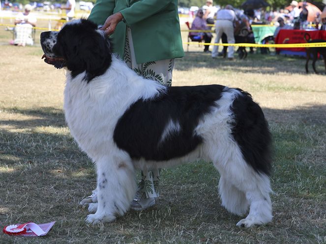 Winner of Special Open White & Black (Landseer) Dog