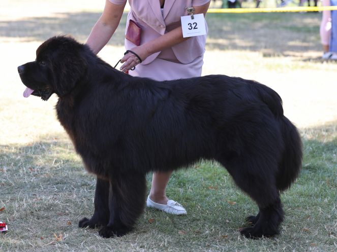 Winner of Junior Dog
