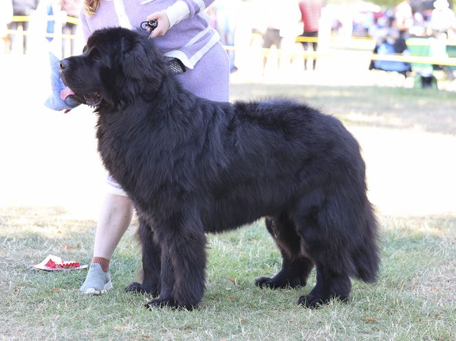 Winner of Graduate Dog