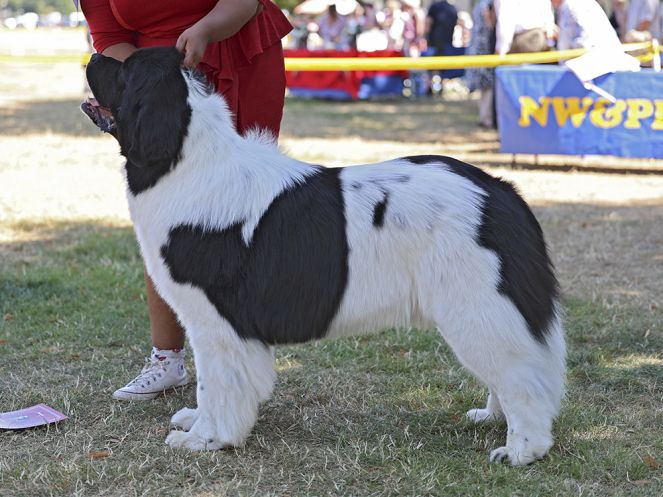 Winner of Post Graduate Dog