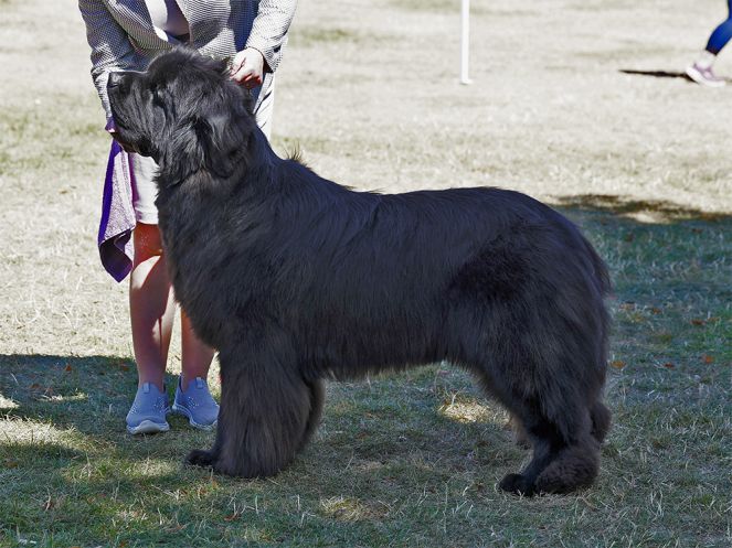 Winner of Limit Dog