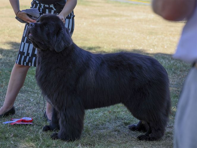 Winner of Open Dog