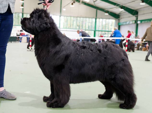 Winner of Champion Bitch