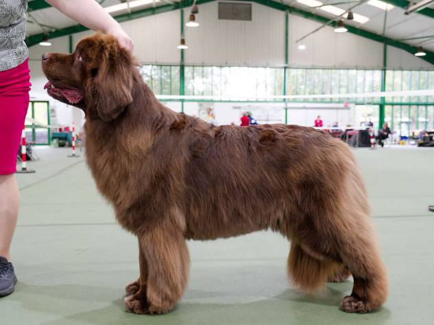 Winner of Special Open Brown Bitch