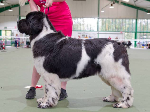 Winner of Special Open White & Black (Landseer) Bitch
