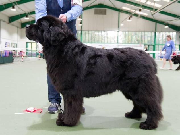 Winner of Veteran Dog