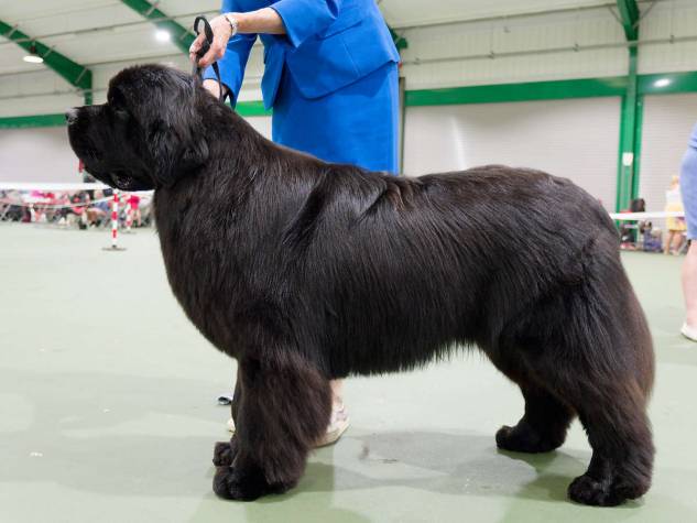 Winner of Junior Dog