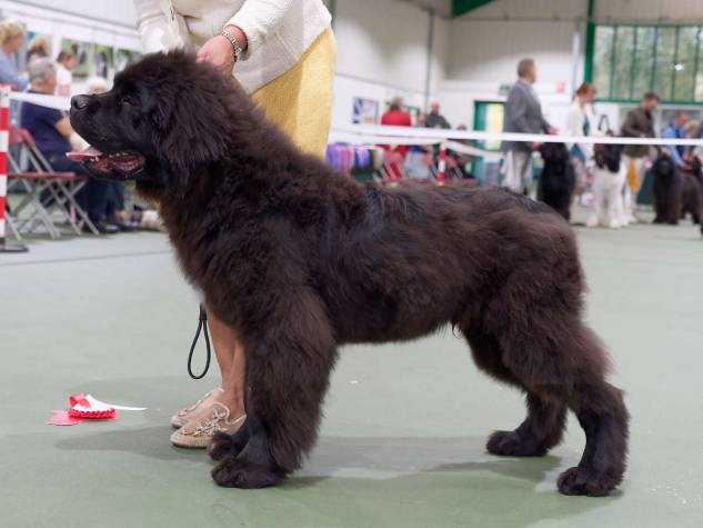 Winner of Baby Puppy Dog or Bitch