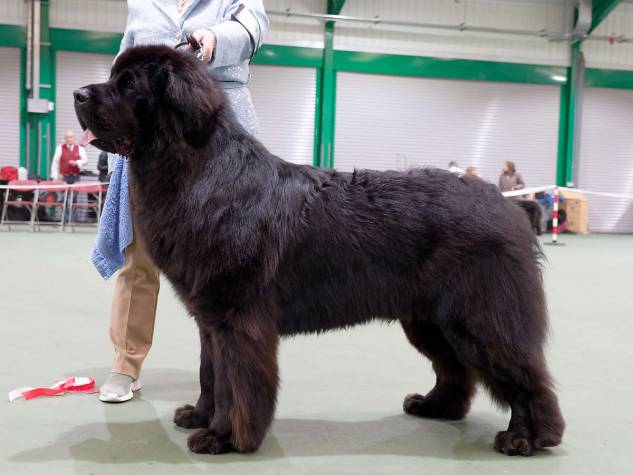 Winner of Post Graduate Dog