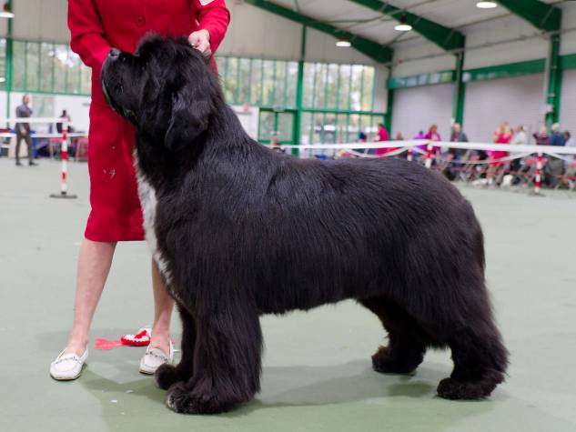 Winner of Champion Dog