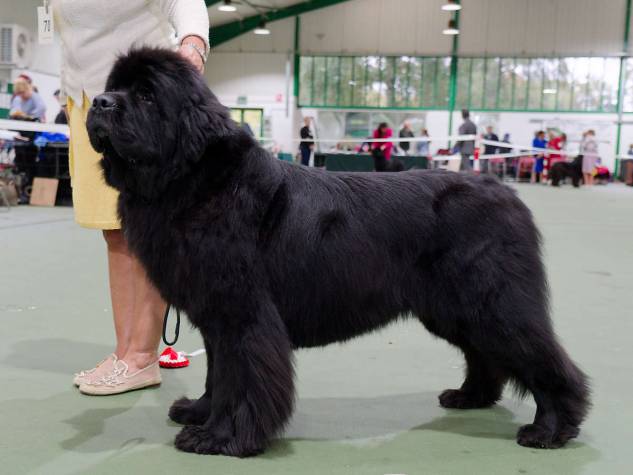 Winner of Special Open Black Dog